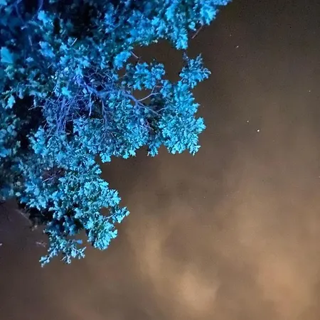 Maria 제프라나에트니아